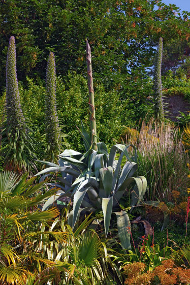 Agave americana - emerging flower spike